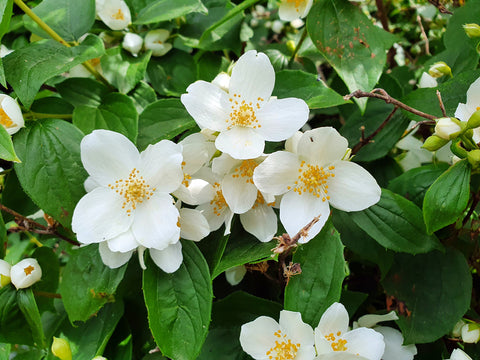 Mock Orange