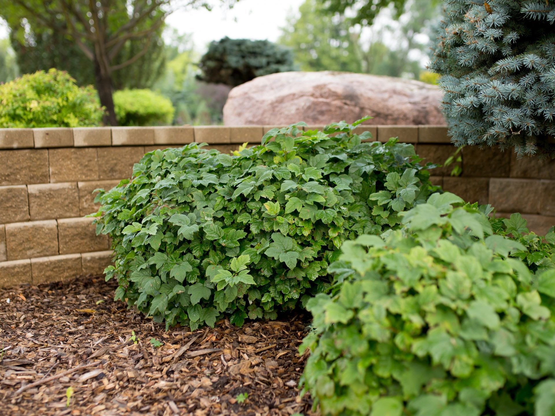 Dwarf European Cranberry
