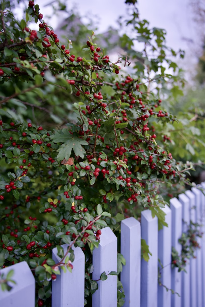 cotoneaster