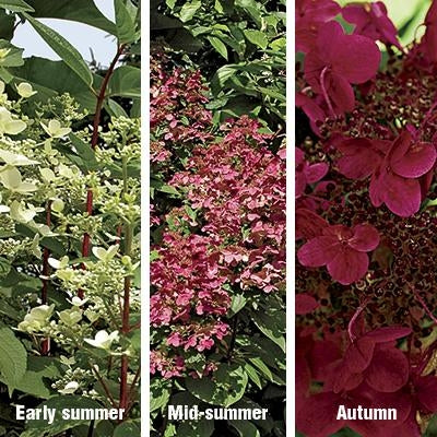 Fire and Ice Hydrangea