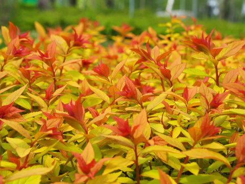 Goldflame Spirea