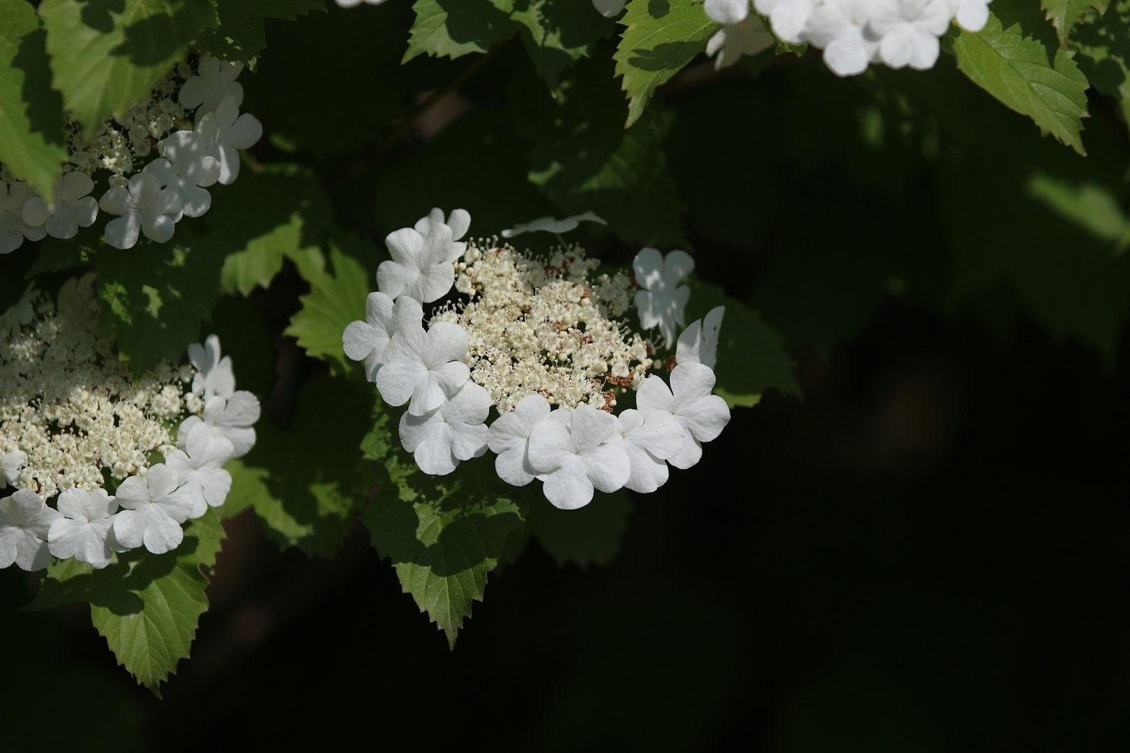 Viburnum