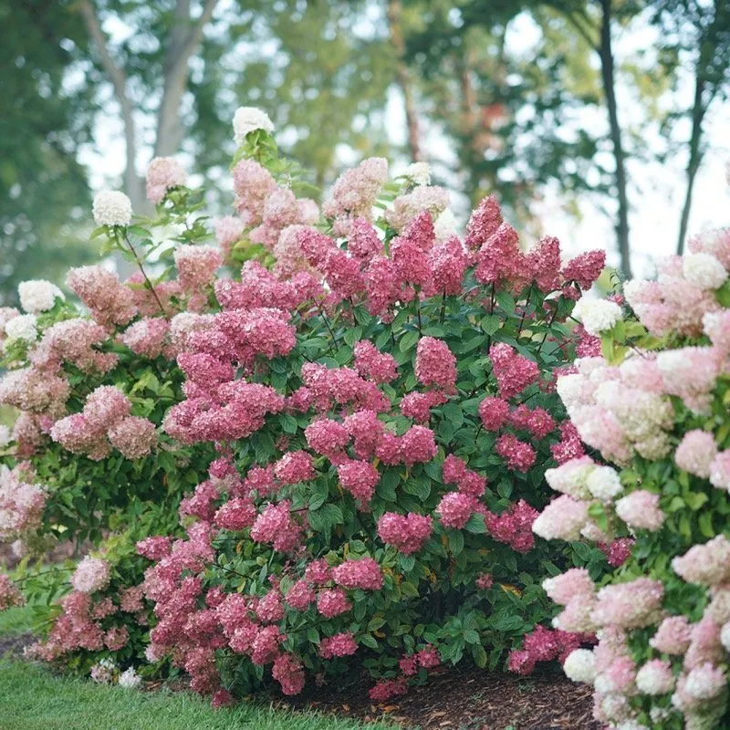 Firelight Hydrangea