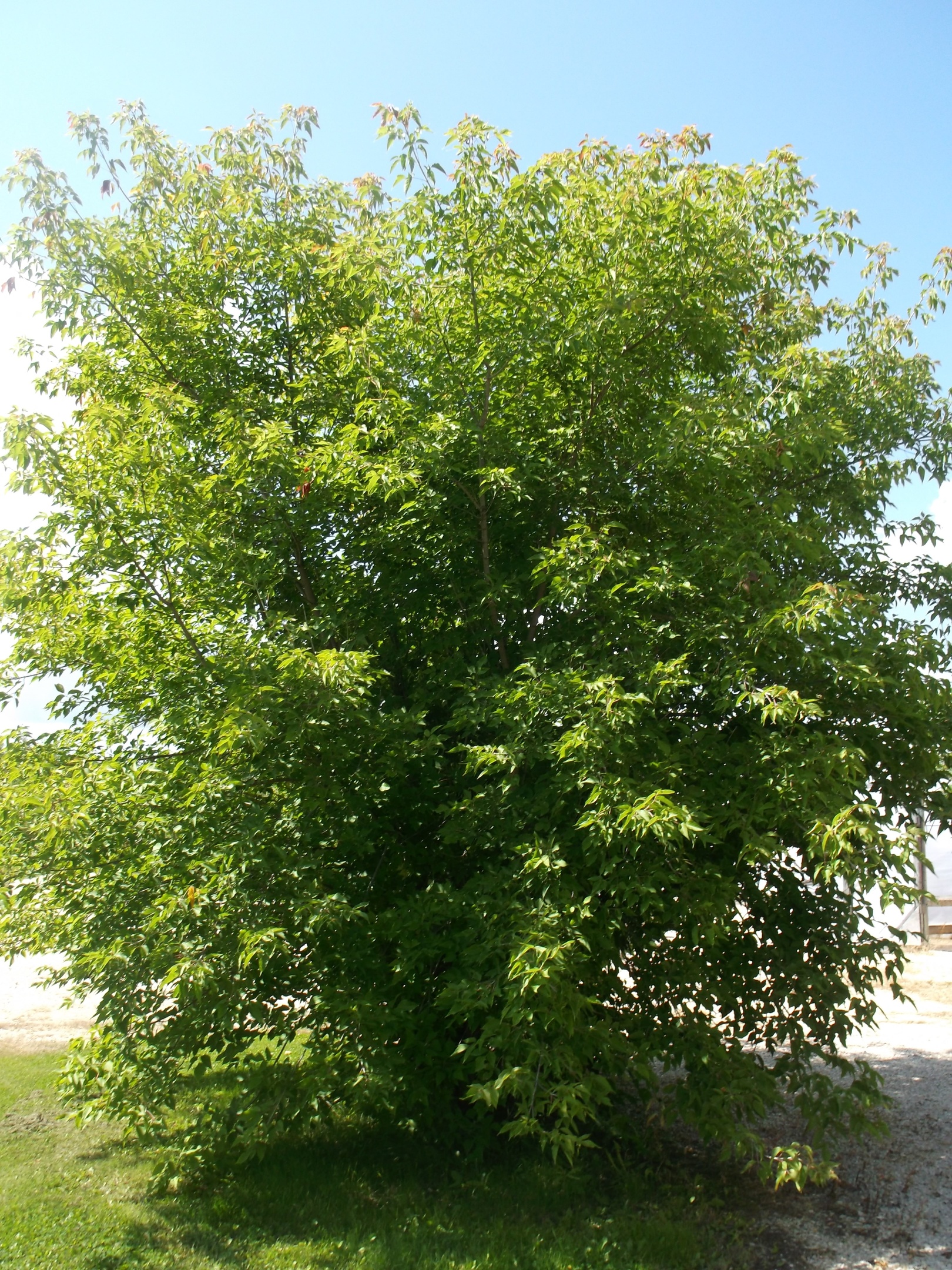 Manitoba Maple
