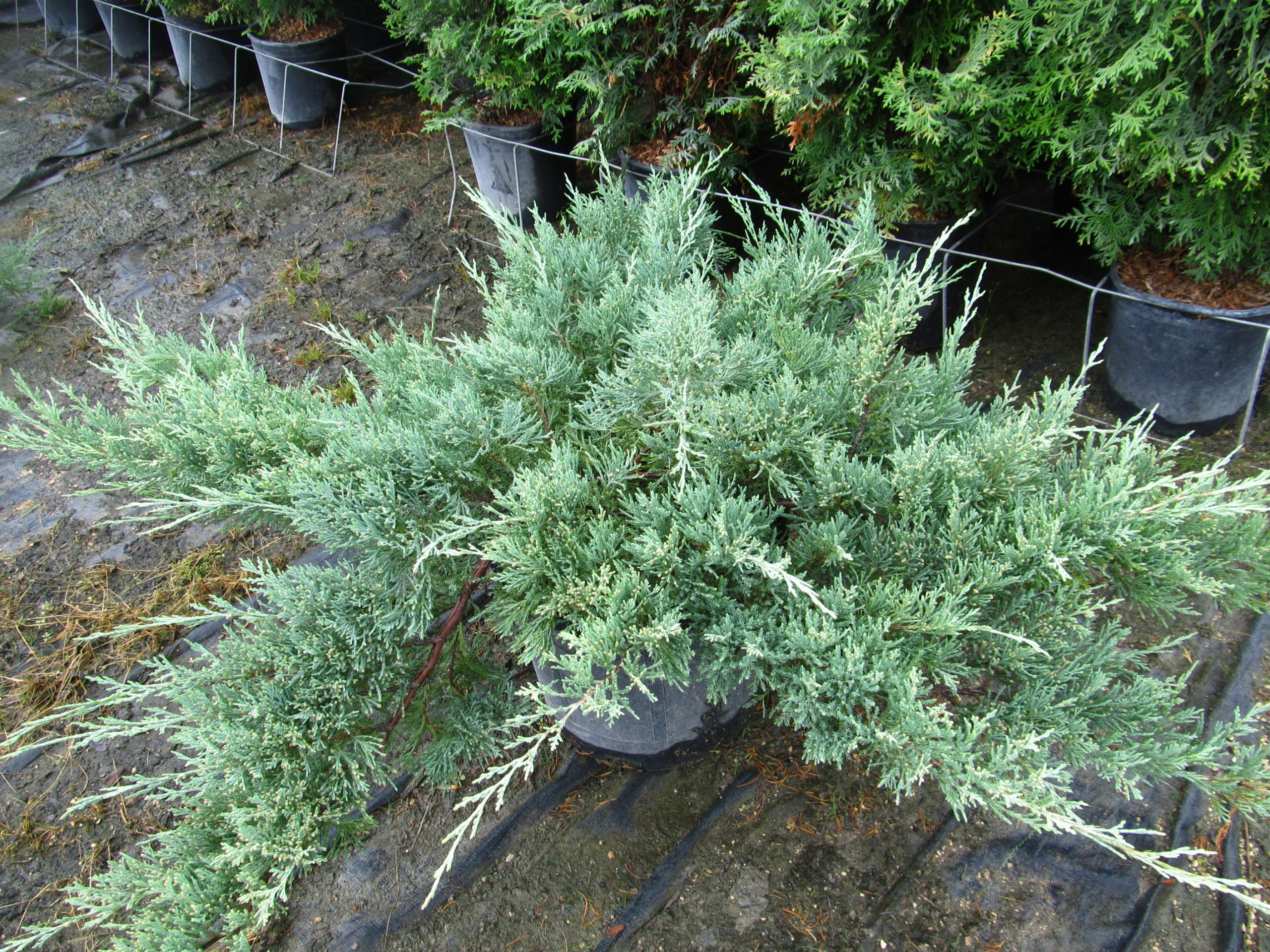 Hughes Juniper