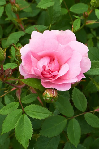 John Davis Rose