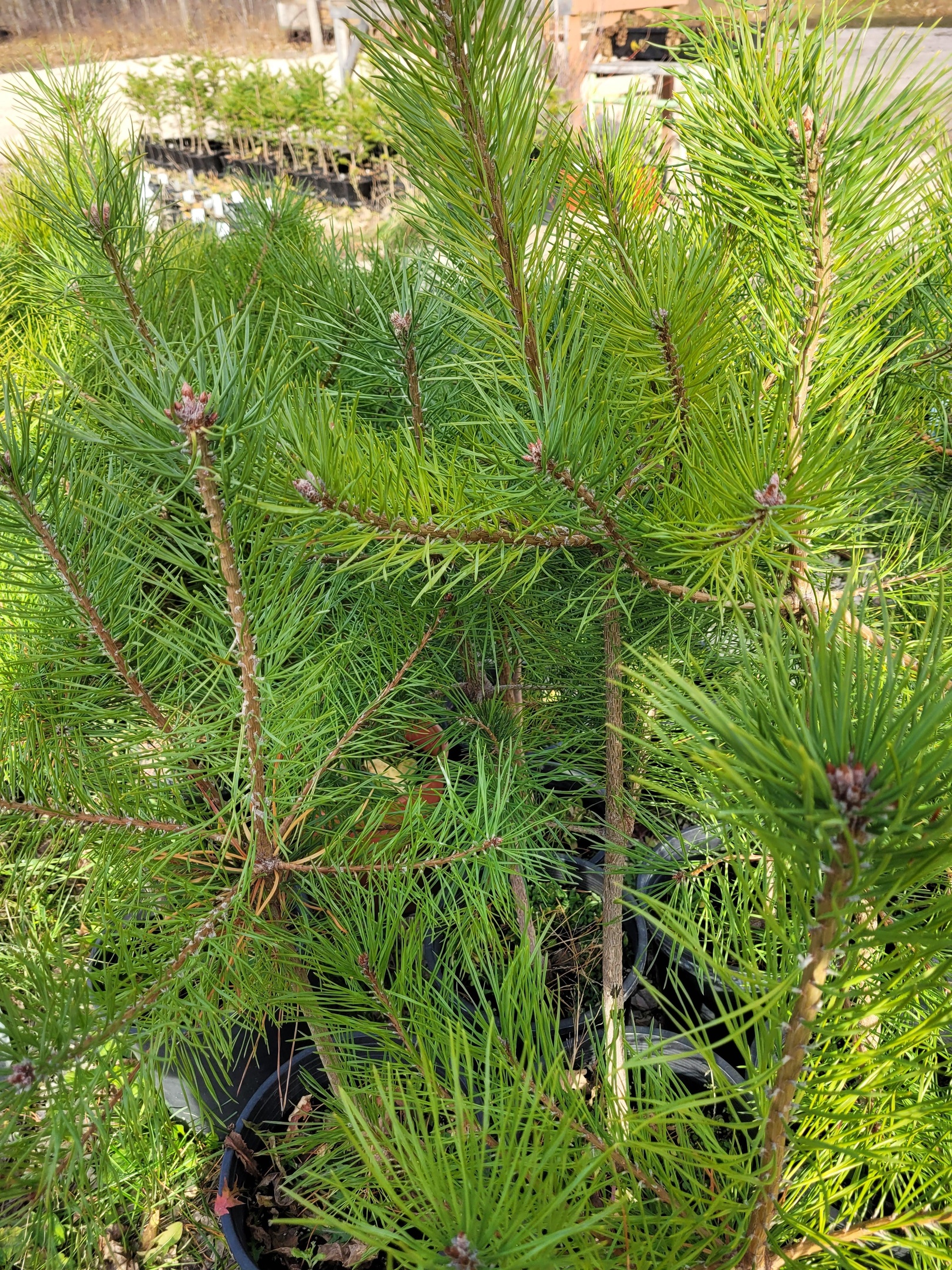 Scot's Pine