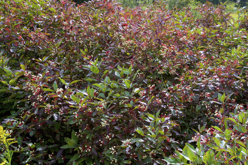 Siberian Pearls Dogwood in Autumn
