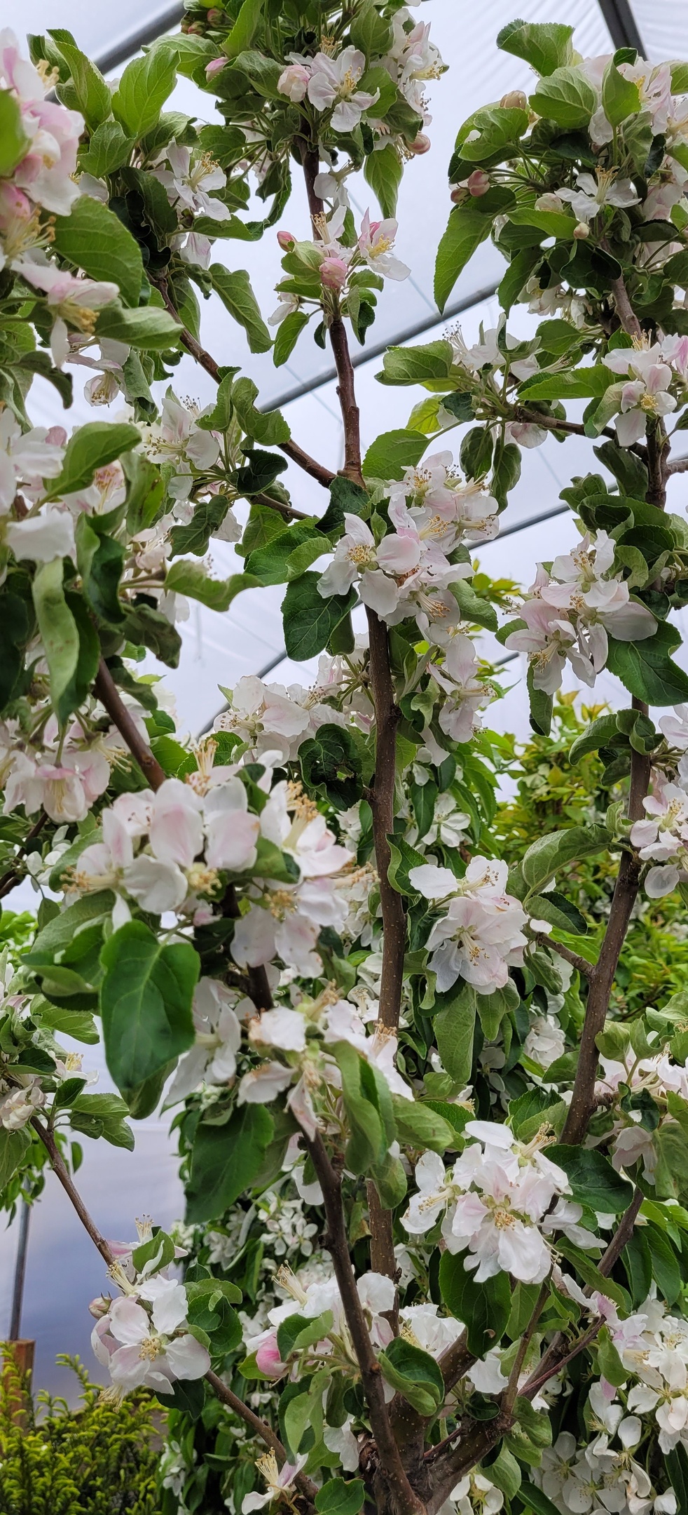 Green Wall Flowering Crabapple