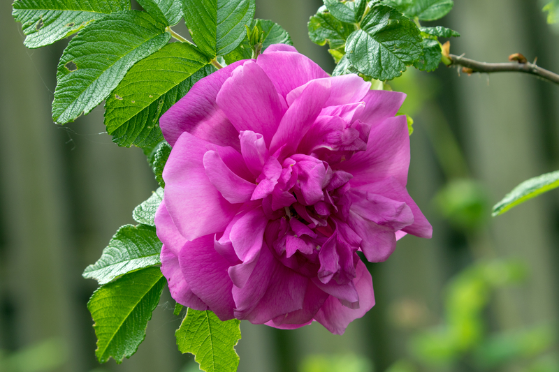 Bridal Wreath Spirea