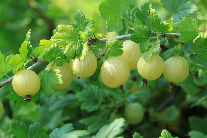 Gooseberries