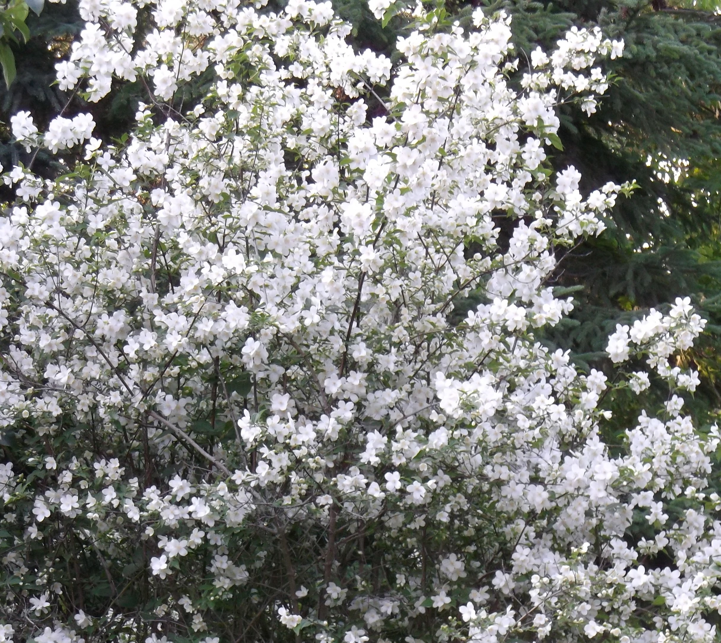 Spring Snow Flowering Crabapple