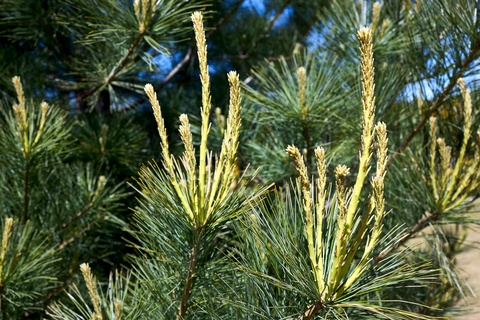 Swiss Stone Pine