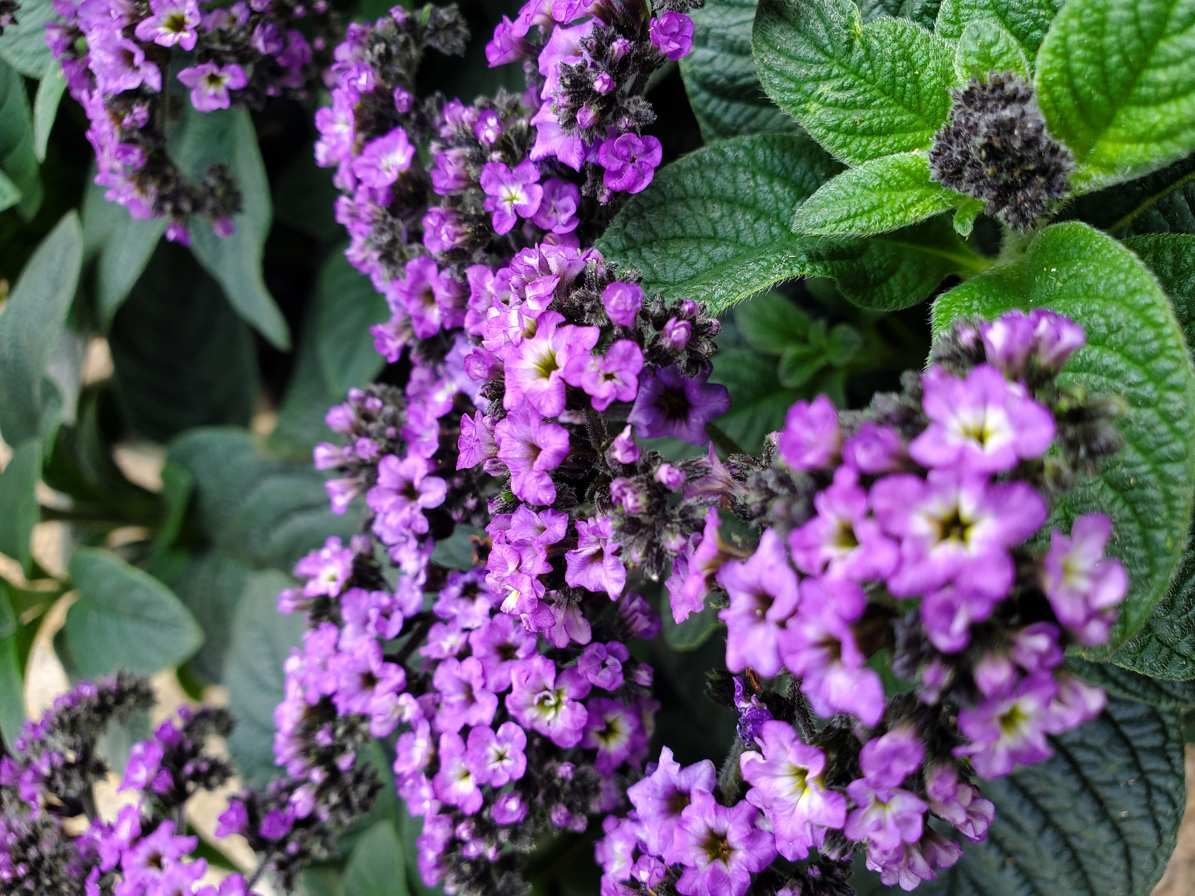 Dakota Goldcharm Spirea