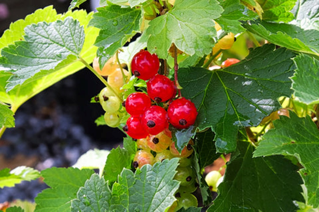 red currant