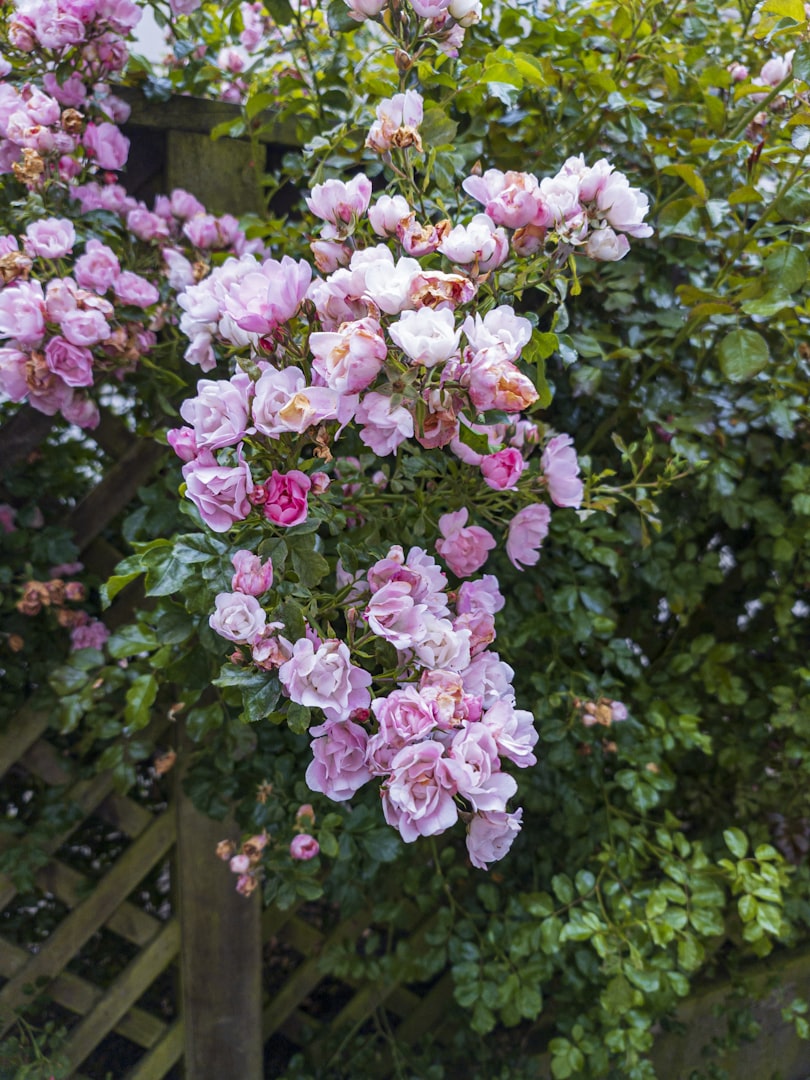 Climbing Roses