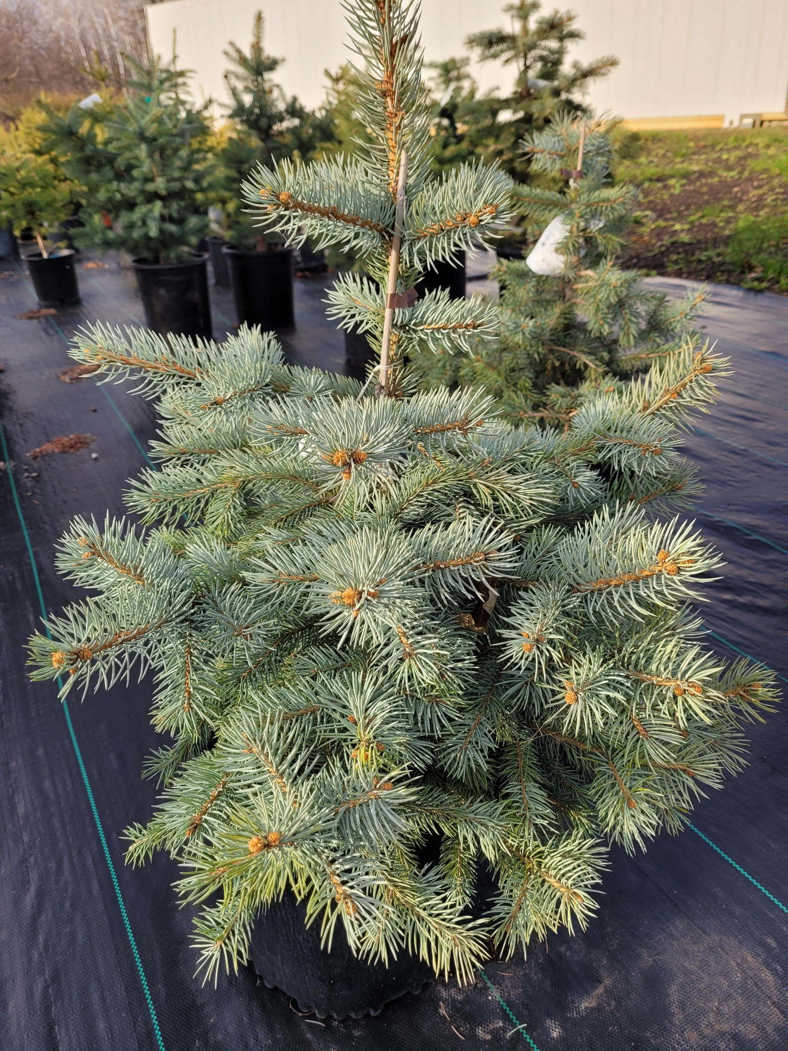 Baby Blue Colorado Spruce