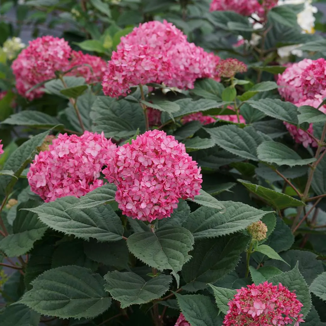 Invincibelle Ruby Hydrangea