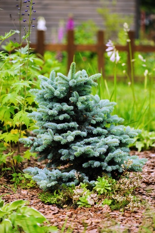 Colorado Blue Spruce