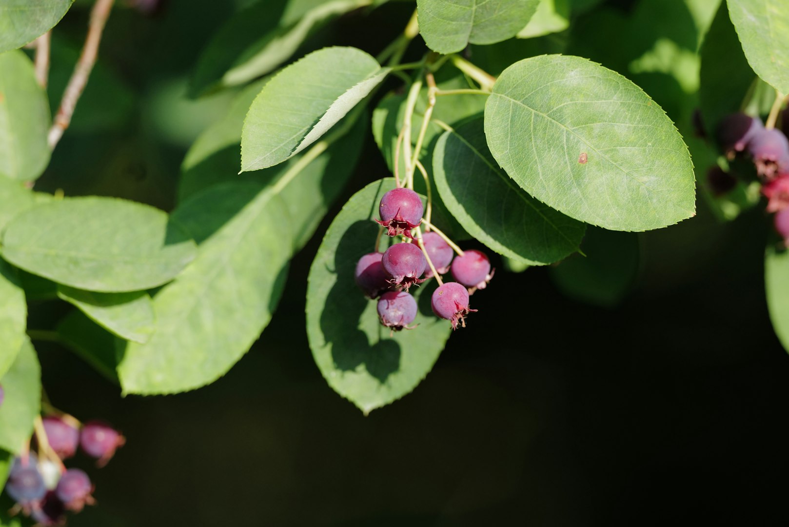 Saskatoons