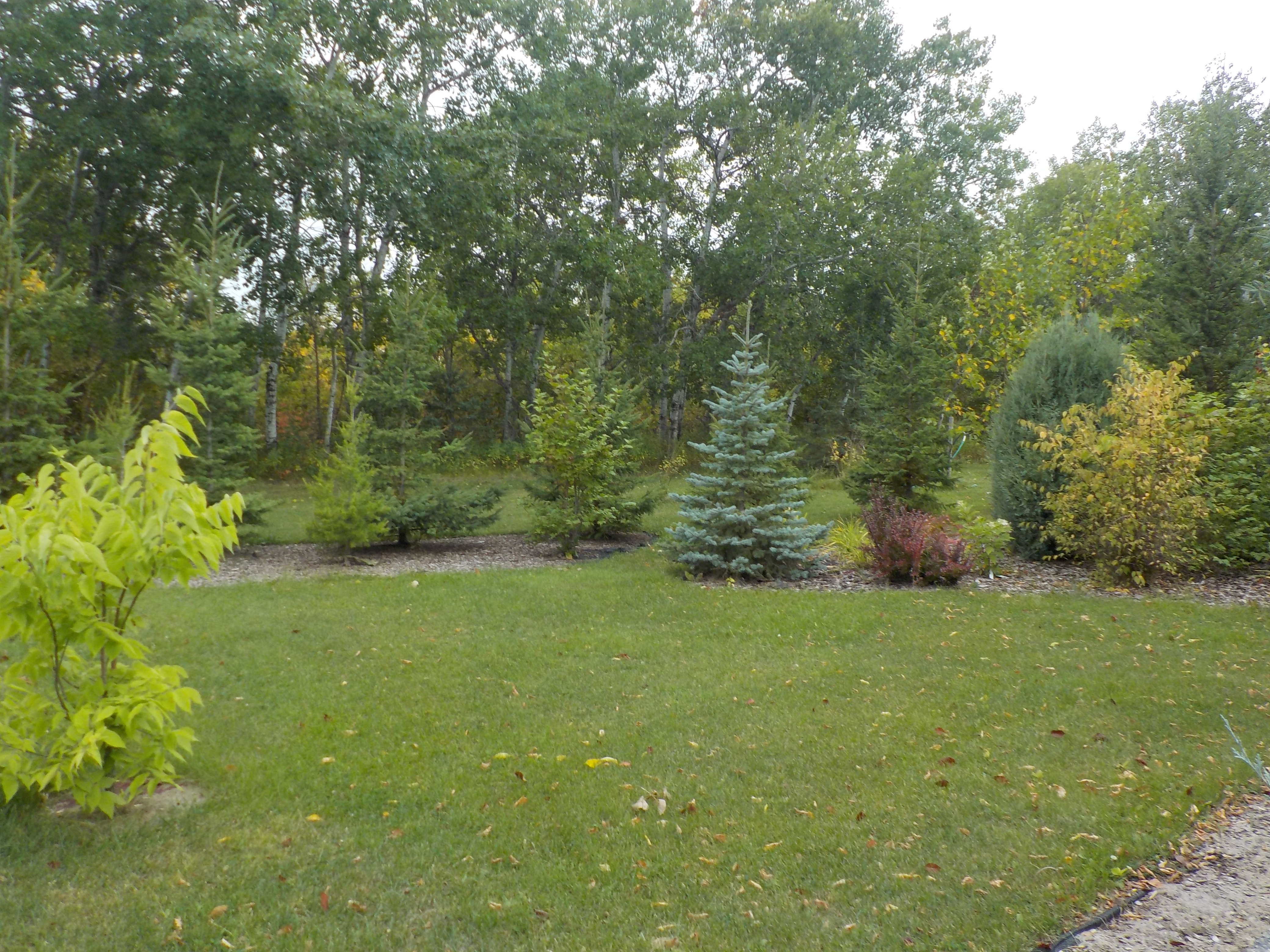 Medora Juniper (background)