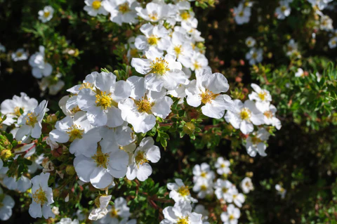 Abbotswood Potentilla