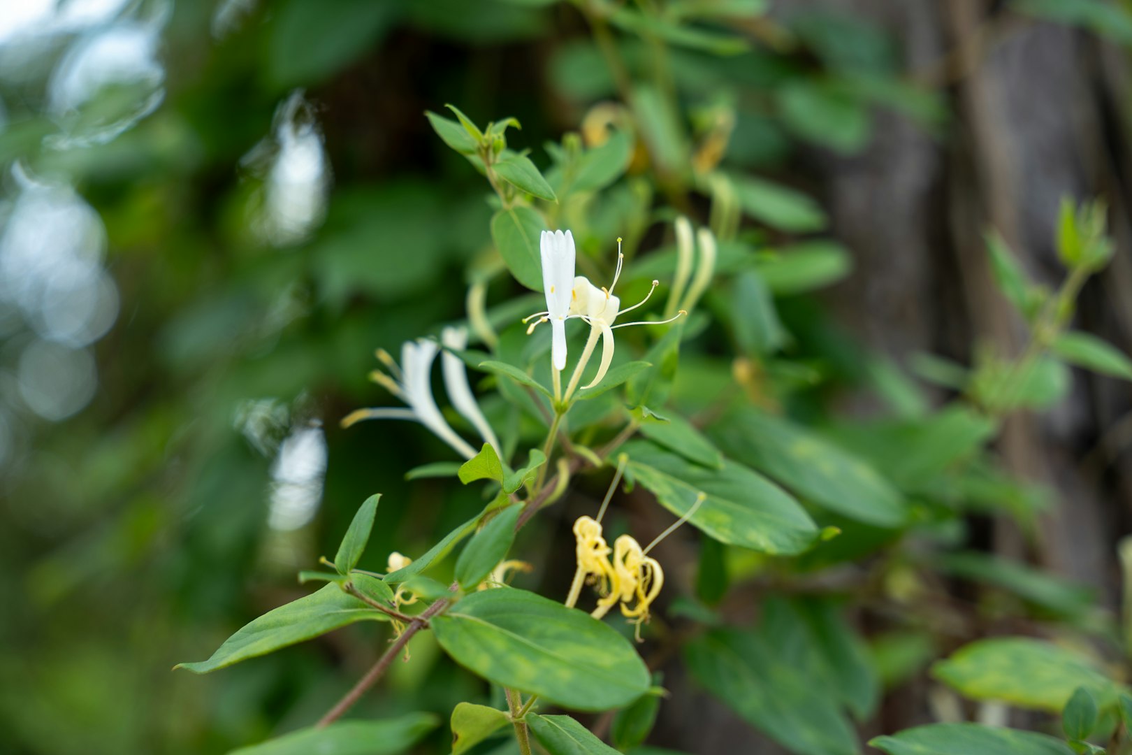 Honeysuckle