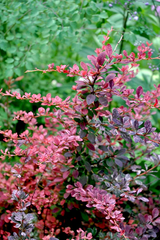 Rose Glow Barberry