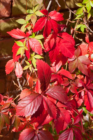 Virginia Creeper -Fall colour