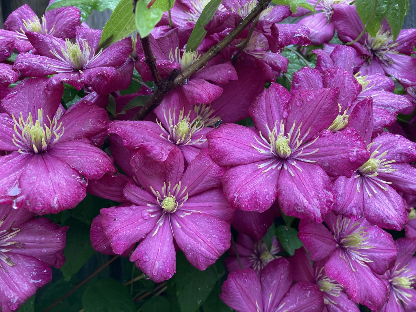 Clematis