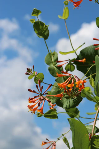 Dropmore Scarlet Honeysuckle