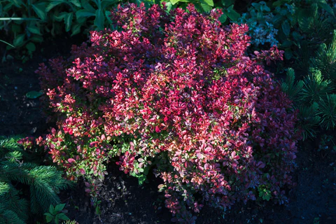 Concorde Barberry