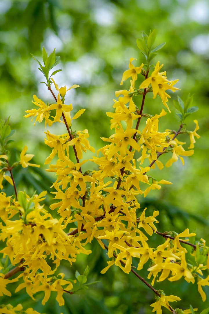 Forsythia