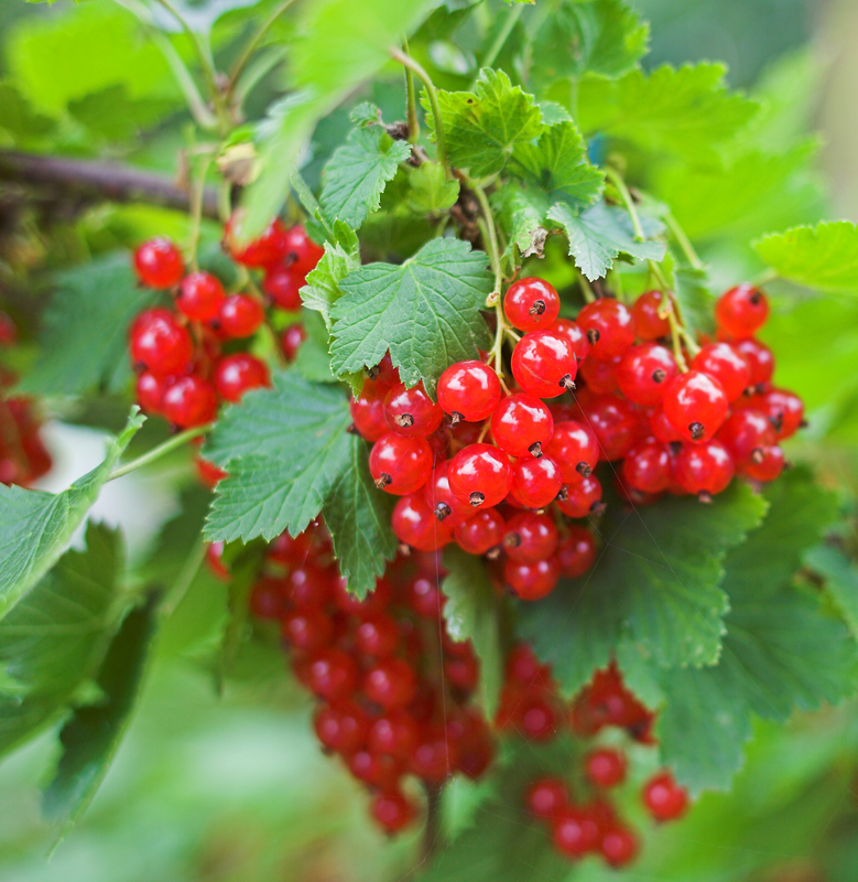Currants