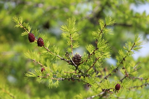 Siberian Larch