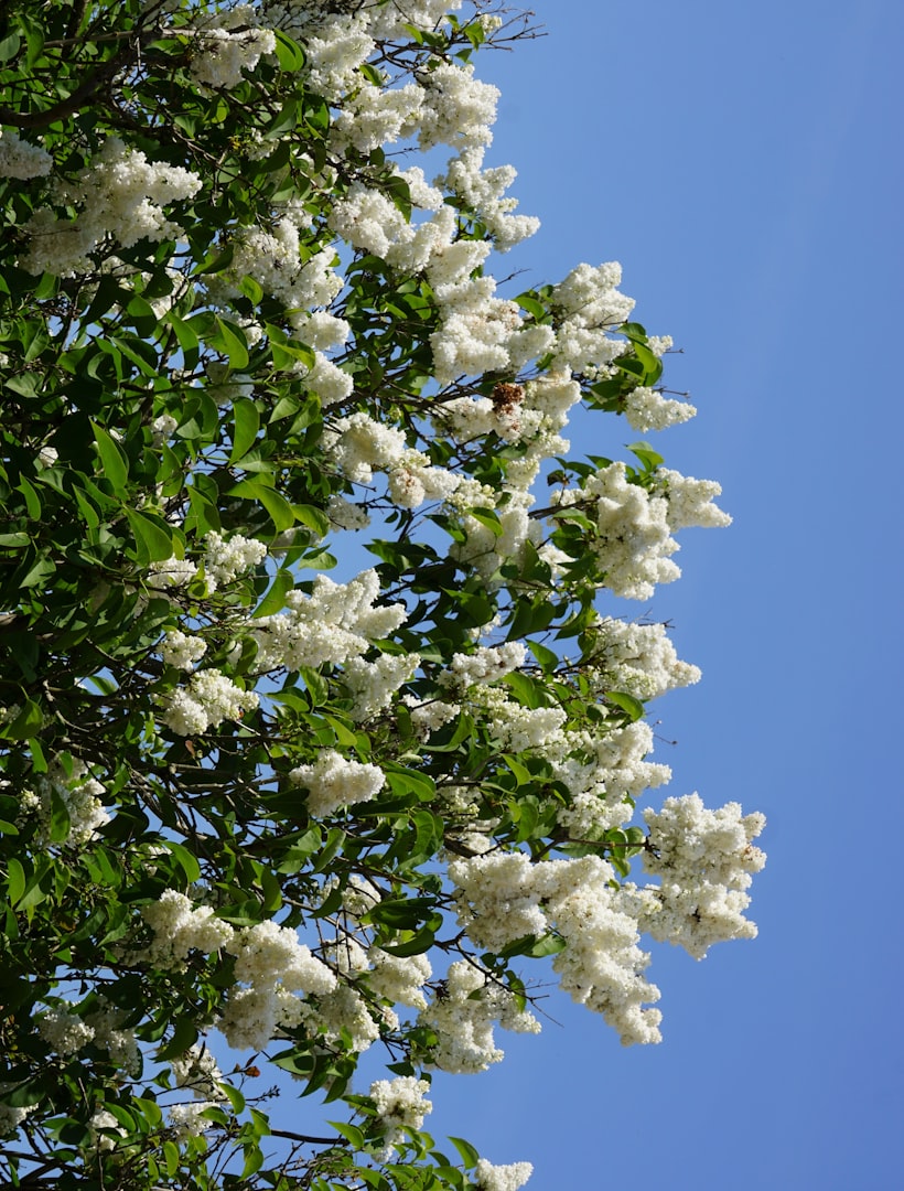 Purple Spire Flowering Crabapple Blooms