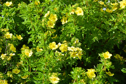 Goldstar Potentilla