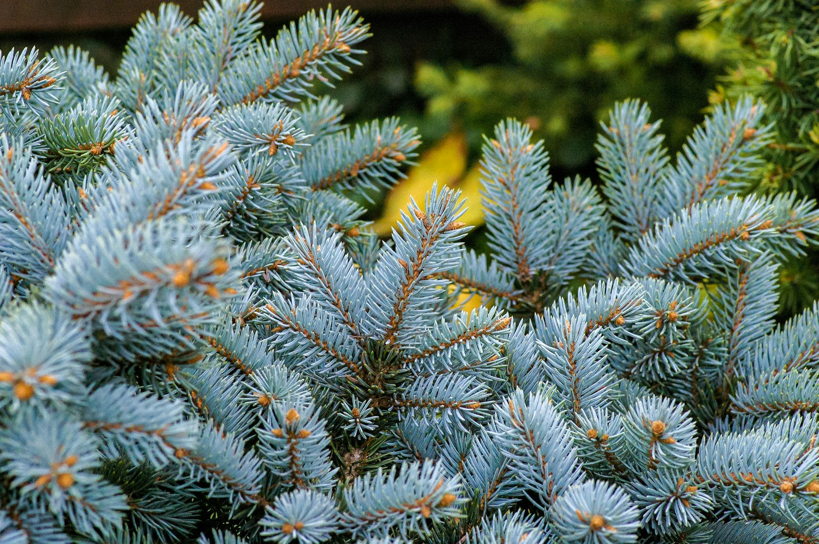 Crystal Blue Spruce