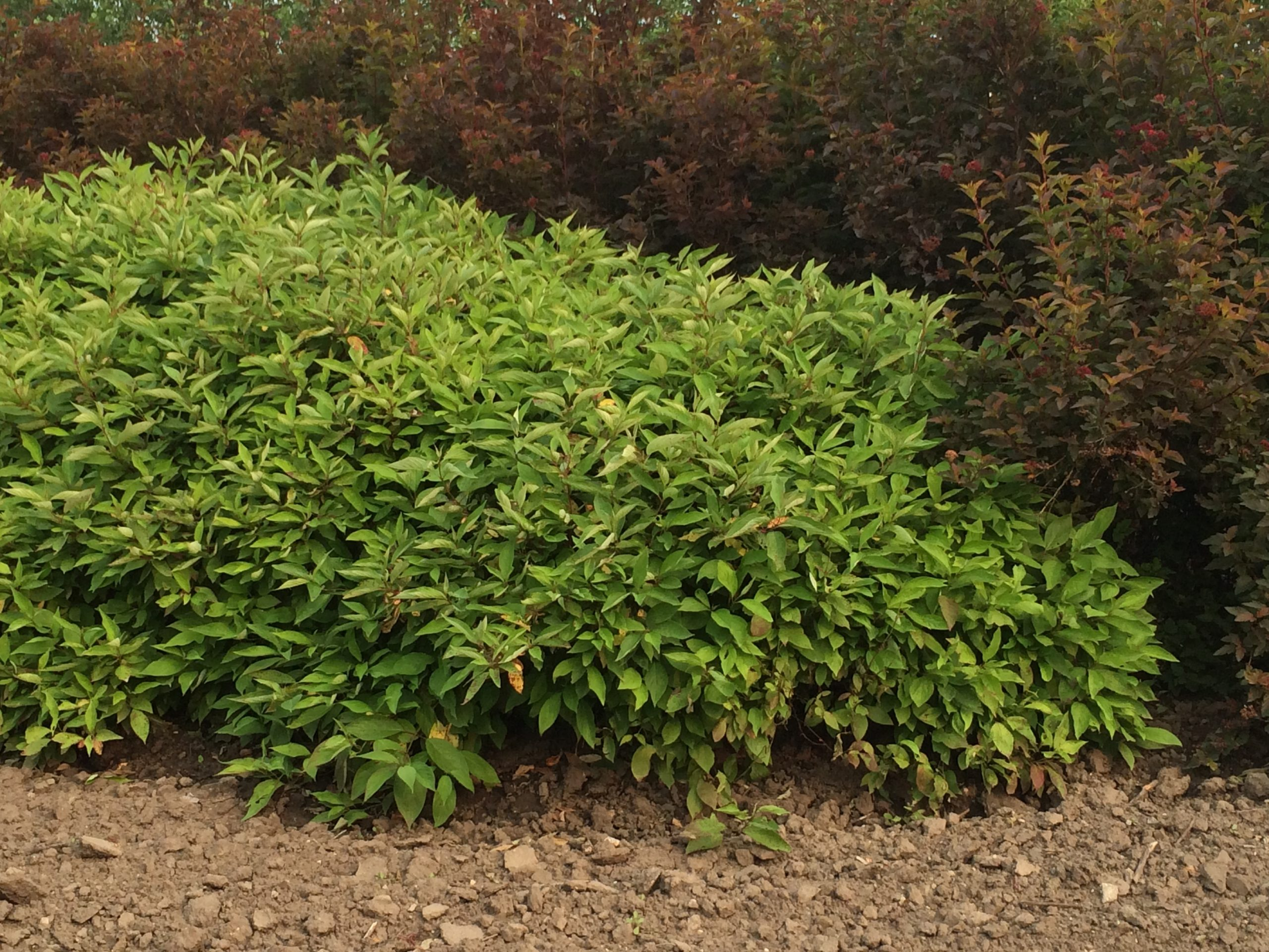 Little Rebel Dogwood