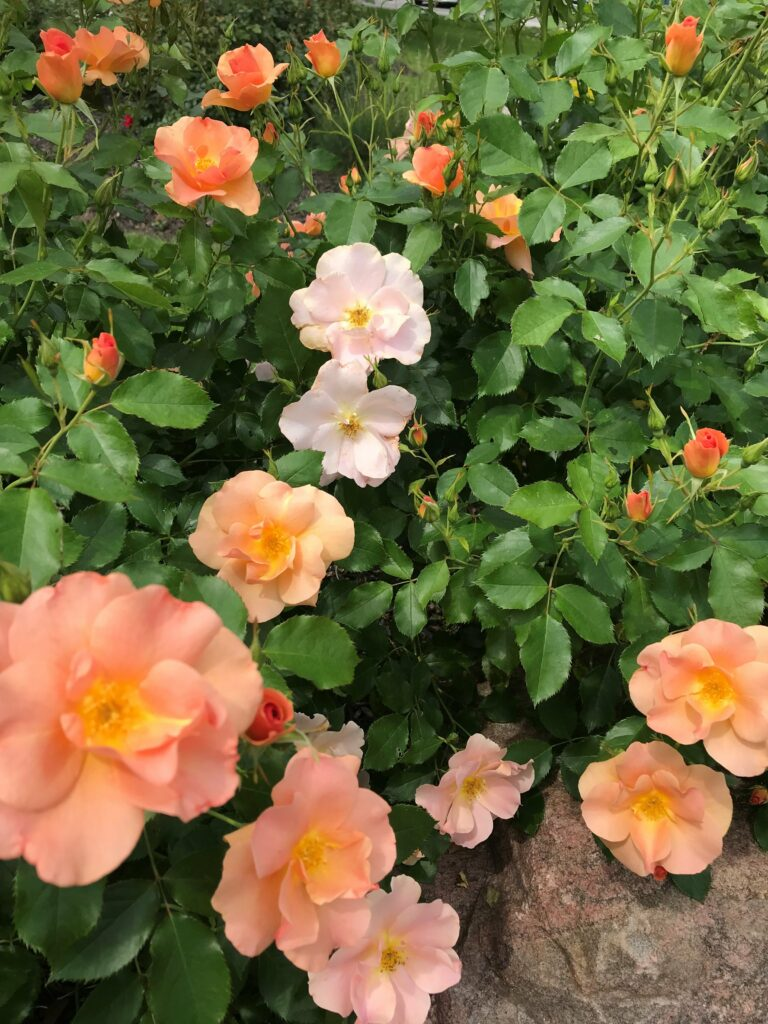 Chinook Sunrise Rose