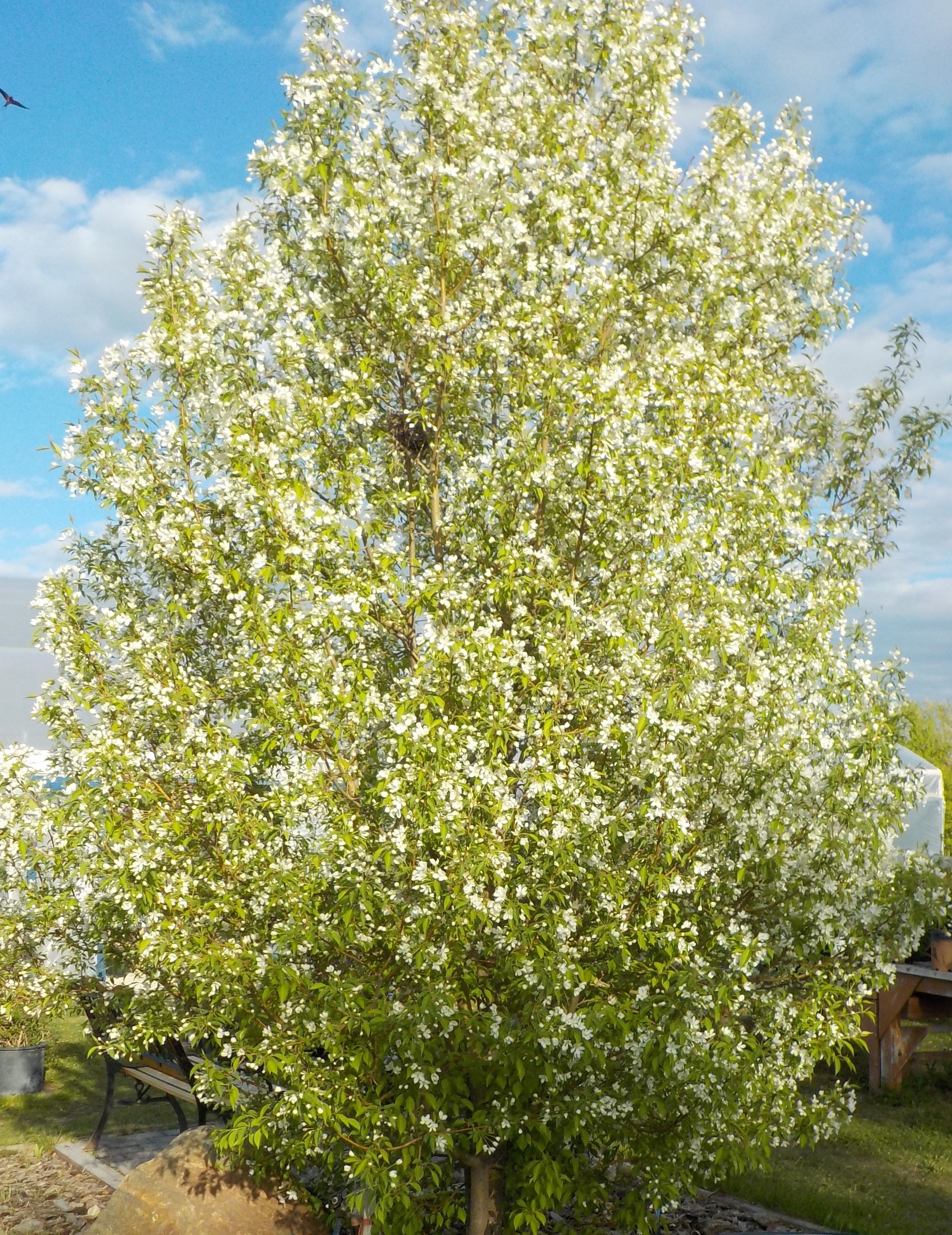 Starlight Flowering Crabapple