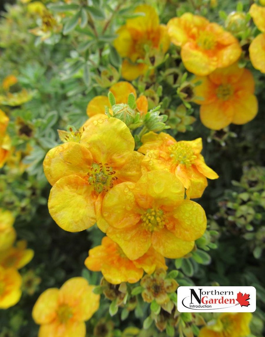 Mango Tango Potentilla