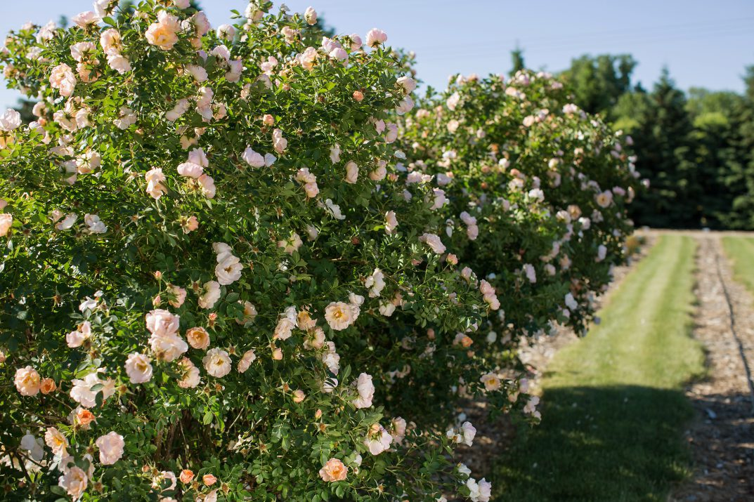Above and Beyond Rose